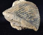 Trigonia interlaevigata (QUENSTEDT 1858) - Bild © FossNet FossilienStore